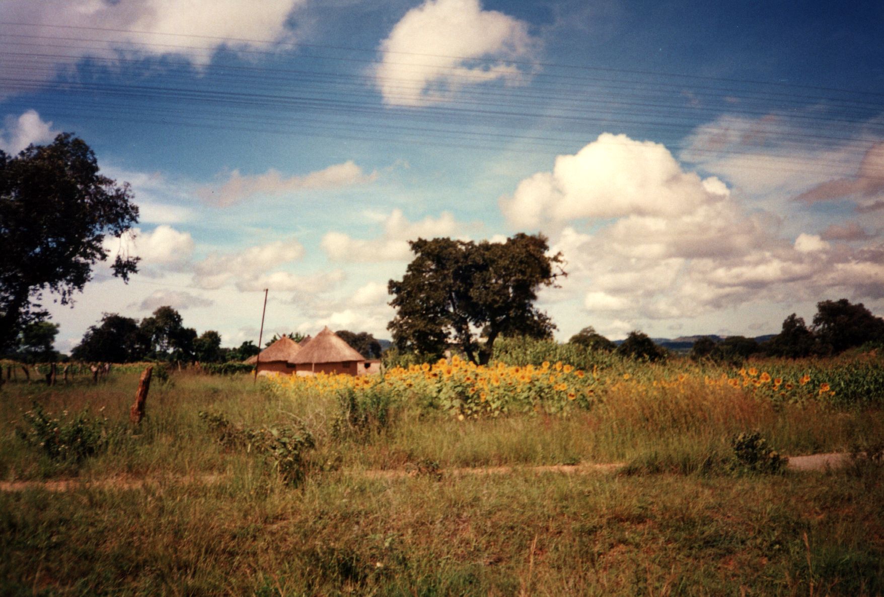 Zimbabwe15